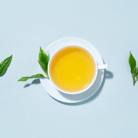 How do leaves of the White Tea Plant Benefit - Healthplatter